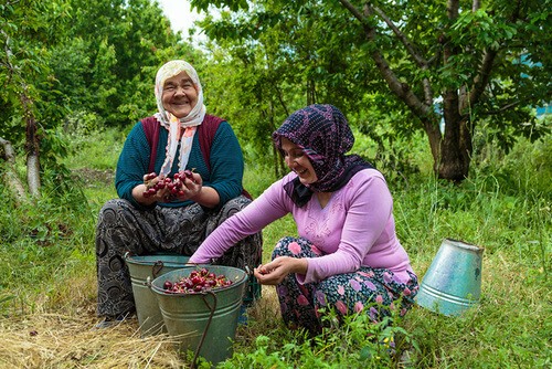 travel foundation farmers