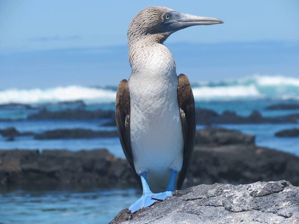 blue footed booby bird in galapagos biodiversity and travel